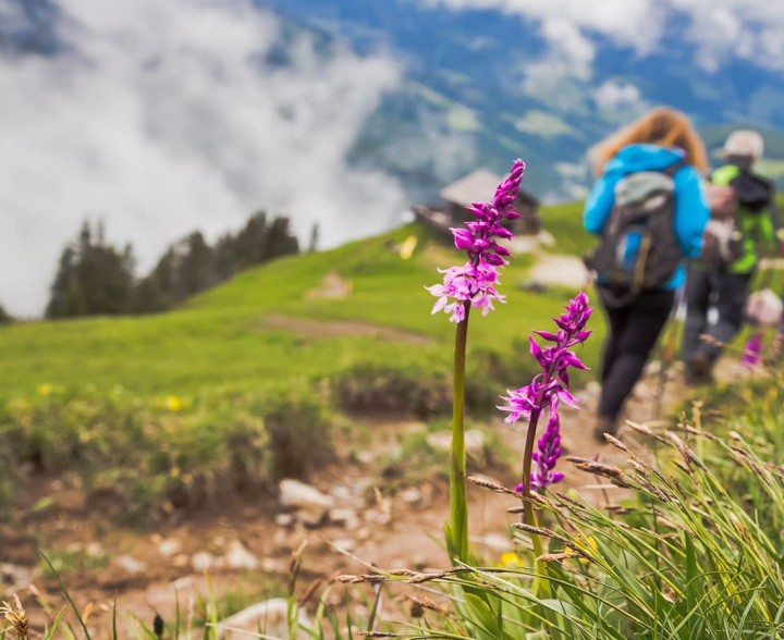Wanderung in Filzmoos